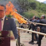 Fiscalía de Guanajuato desmantela invernadero clandestino de cannabis en Romita; decomisan 2.2 toneladas