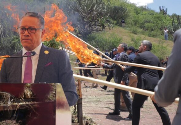 Fiscalía de Guanajuato desmantela invernadero clandestino de cannabis en Romita; decomisan 2.2 toneladas