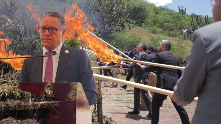 Fiscalía de Guanajuato desmantela invernadero clandestino de cannabis en Romita; decomisan 2.2 toneladas