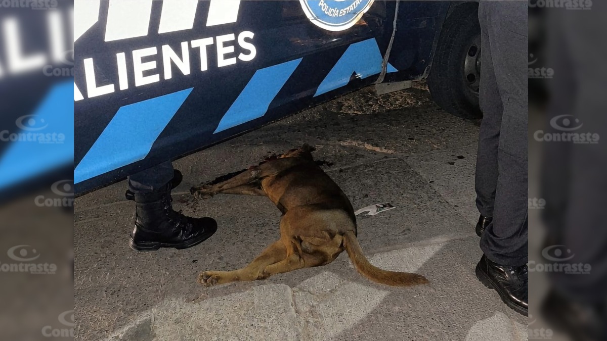 Sin título - 18 de abril de 2026, 00.22.57 (36)
